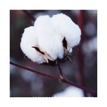 巴尔特国际棉花集团公司-上海印棉公司
